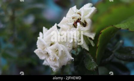 most beautiful flower Stock Photo