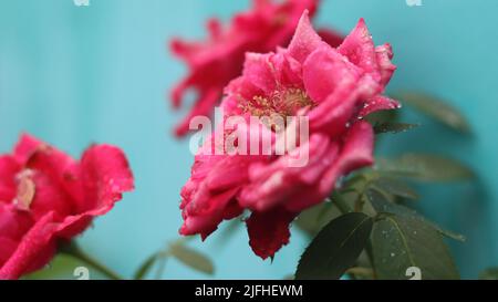 most beautiful flower Stock Photo