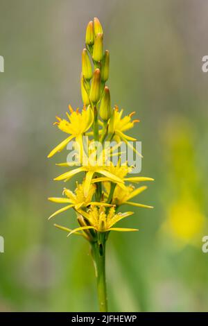 Bog asphodel flower (Narthecium ossifragum), a yellow wildflower of boggy marsh habitats, Surrey, England, UK, during June Stock Photo