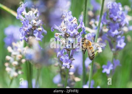 Honey bee, Apis mellifera, nectaring on lavender in a garden in July, Hampshire, England, UK