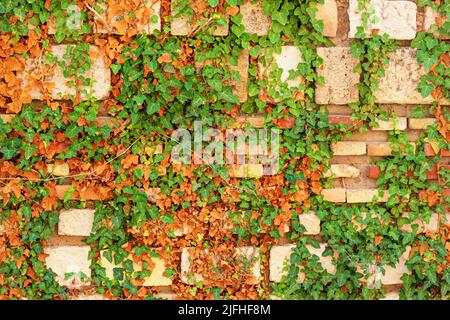 Weathered antique wall, ancient roman brick masonry with weaving ivy, horizontal grunge background, Varna, the Black Sea coast of Bulgaria Stock Photo