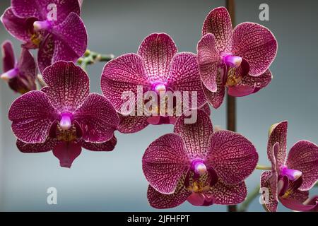 Phalaenopsis, also known as moth orchids, is a genus of about seventy species of plants in the family Orchidaceae. Stock Photo