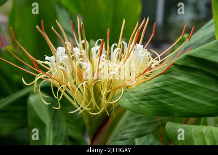 Hedychium Ellipticum (Shaving Brush Ginger) in flower in June. A tender perennial grown under glass or outdoors in a sheltered situation. Stock Photo