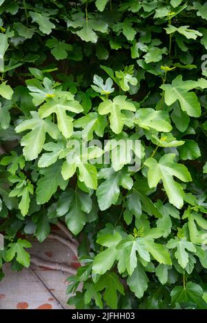 Fig tree (Ficus Carica) grown against a wall in a UK conservatory. In full leaf in mid summer. Stock Photo