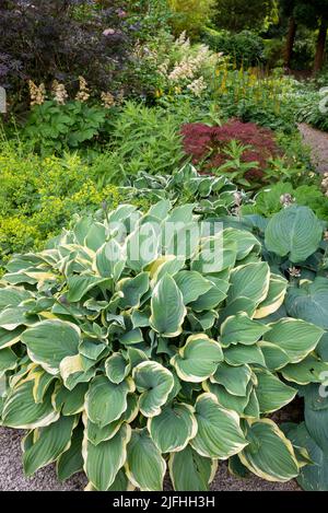 Hosta plants and other shade loving species in an English garden in mid summer. Stock Photo