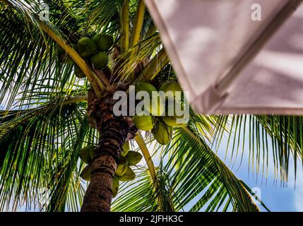 Large green coconuts on a palm tree above a beach umbrella Stock Photo