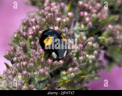 2 Spot Harlequin Ladybird Black with Two Yellow Spots Stock Photo