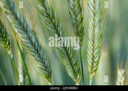 Juicy fresh ears of young green wheat on nature in spring summer field close-up of macro. ripening ears of wheat field. Green Wheat field Stock Photo