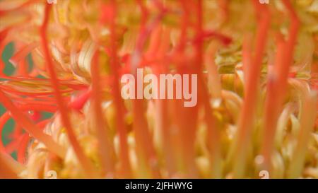 Close-up reflection of flower under water. Stock footage. Mirror image of flower in water. Exotic flower at surface of clear water Stock Photo