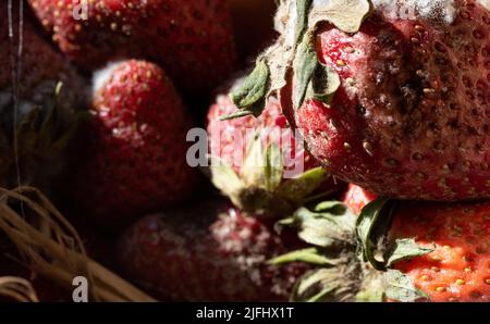 Strawberries with mold. Strawberry diseases and storage. Red ripe