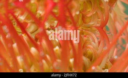 Close-up reflection of flower under water. Stock footage. Mirror image of flower in water. Exotic flower at surface of clear water Stock Photo