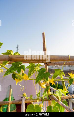 Small cucumber plant with yellow flower in garden bed. Flowering cucumbers in biological raised-bed garden Stock Photo