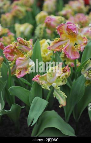 Pink, white and yellow tulips (Tulipa) Parrot Sweet bloom in a garden in April Stock Photo