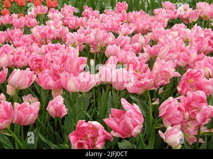 Pink Double Early tulips (Tulipa) Peach Blossom bloom in a garden in April Stock Photo