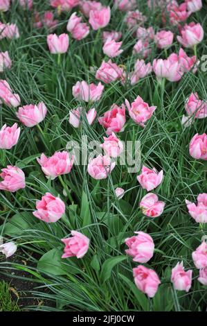 Pink Double Early tulips (Tulipa) Peach Blossom bloom in a garden in April Stock Photo