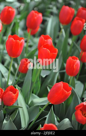Red Single Late tulips (Tulipa) Peking bloom in a garden in April Stock Photo