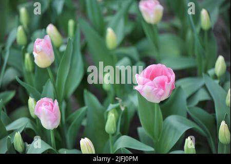 Pink amd white Triumph tulips (Tulipa) Pink Marble bloom in a garden in March Stock Photo