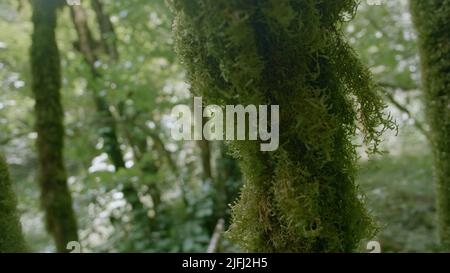 View inside of green jungles, concept of travelling and wild nature. Creative. Summer green trees in a shadow. Stock Photo