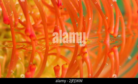 Close up of orange and yellow blooming unusual flower bud. Stock footage. Long antenna shaped petals flower reflected in water surface. Stock Photo