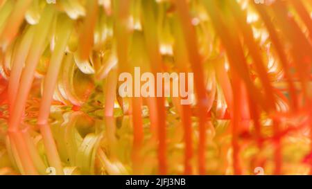 Close up of orange and yellow blooming unusual flower bud. Stock footage. Long antenna shaped petals flower reflected in water surface. Stock Photo