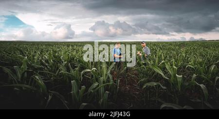 Two farmers in an agricultural corn field on a cloudy day. Agronomist in the field against the background of rainy clouds Stock Photo