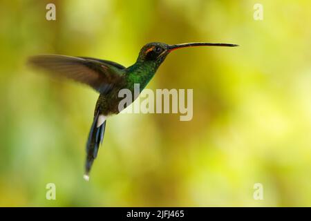 White-whiskered hermit - Phaethornis yaruqui hummingbird in Trochilidae, found in Colombia and Ecuador, long beak for nectar, long sharp tail, open w Stock Photo