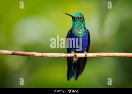 Crowned woodnymph - Thalurania colombica green and blue bird in hummingbird family Trochilidae, found in Belize and Guatemala to Peru, blue and green Stock Photo