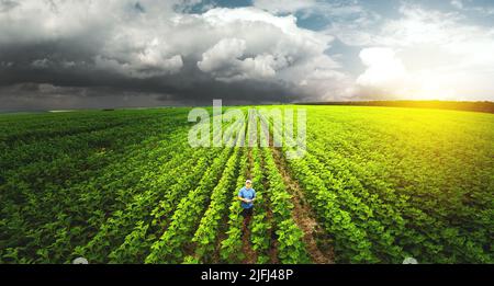 Top view, farmer in the agricultural field of sunflowers. Agronomist and farmer checking potential crop Stock Photo
