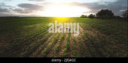 View from above, two farmers in a field of sunflowers against the backdrop of sunset. Agronomist and farmer checking potential crop Stock Photo