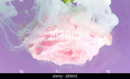 Light pink blooming rose close up underwater, concept of gardening. Stock footage. Flowing liquid white ink around the flower petals isolated on a Stock Photo