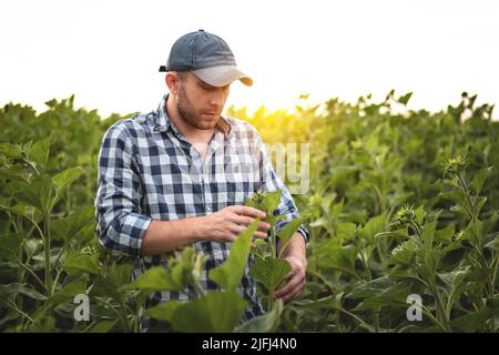 A farmer holds sunflower seedlings in his hands, selective focus.Agronomist farmer in an agricultural field Stock Photo