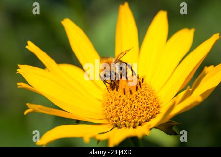 Wild bee feeding on a yellow flower Stock Photo