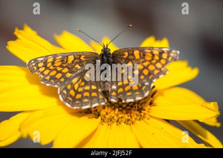 Heath fritillary butterfly (Melitaea athalia) Stock Photo