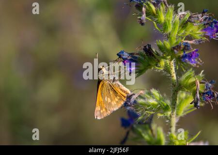 Large skipper (Ochlodes sylvanus) Stock Photo