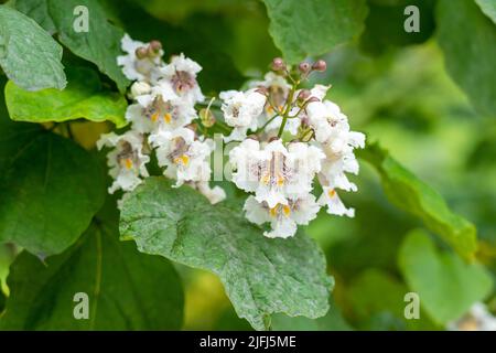 Northern catalpa flowers on Indian bean tree branch with green foliage. Bignoniaceae family blossom Stock Photo