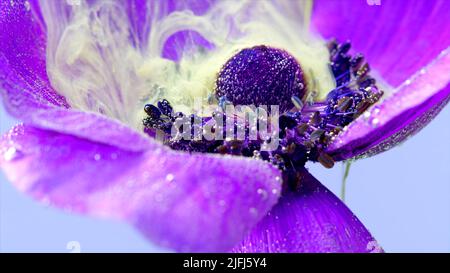 Purple flower bud and light yellow inks. Stock footage. Extreme close up of a lilac soft beautiful flower petals covered by tiny air bubbles in Stock Photo