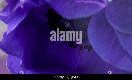 Purple soft beautiful blooming flower bud. Stock footage. Close up of blossoming small flower underwater. Stock Photo