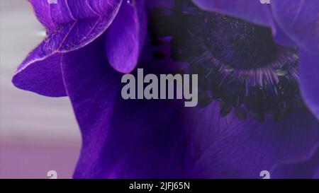 Purple soft beautiful blooming flower bud. Stock footage. Close up of blossoming small flower underwater. Stock Photo