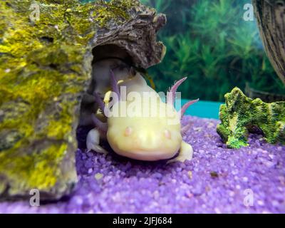 Underwater Axolotl portrait in an aquarium. Ambystoma mexicanum. Mexican walking fish Stock Photo