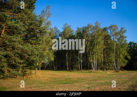 Birch trees, Oder-Neisse Cycle Route, Lausitz, Brandenburg, Germany Stock Photo