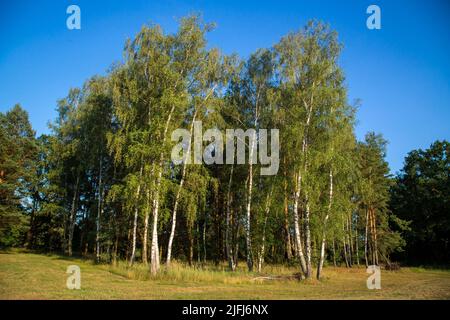 Birch trees, Oder-Neisse Cycle Route, Lausitz, Brandenburg, Germany Stock Photo