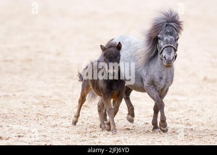 American miniature horse with a foal. A thoroughbred beautiful mini horses. Sunlight. Summer Stock Photo