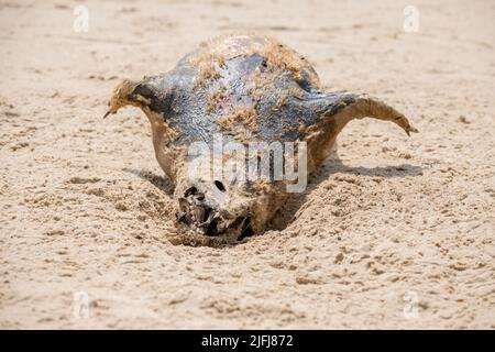 Dead and decaying Grey Seal pup on Horsey beach, Norfolk, England. Stock Photo