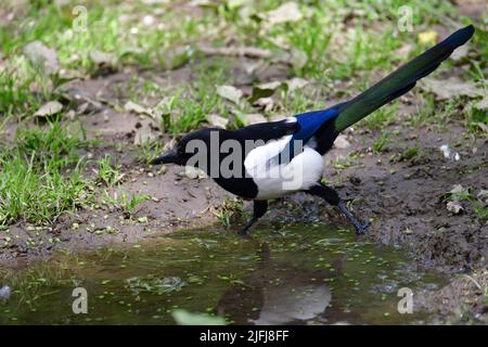 Bird eurasian magpie walking on a puddle of water Stock Photo