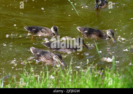 Mallard female with little ducklings swimming in water on the pond. Mallard duck with a brood. Little ducklings with mom duck Stock Photo