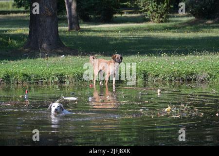 A street dog swims in the water and tries to catch birds that run away from him Stock Photo