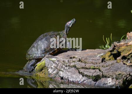 Freshwater red-eared turtle or yellow-bellied turtle. An amphibious animal with a hard protective shell swims in a pond. They sunbathe on a fallen tre Stock Photo