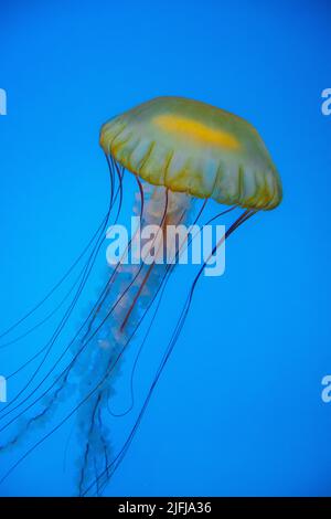 Pacific Sea Nettle (Chrysaora Fuscescens) floating at the Baltimore aquarium; with bright colors of pink, red, yellow, orange, and purple. Stock Photo