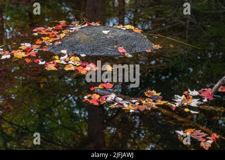 Colorful fall leaves floating on the water Stock Photo