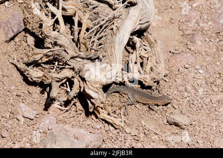 A common side-blotched lizard or Uta stansburiana camouflages on rocky desert soil beside dried branches. Stock Photo